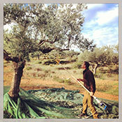 harvesting olives